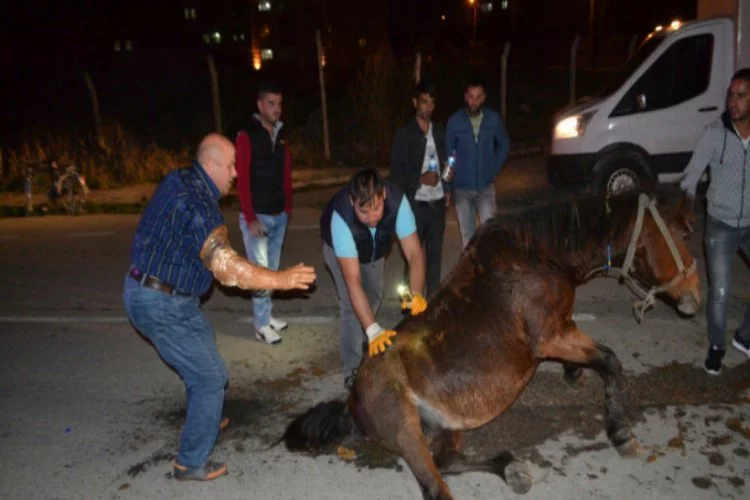Bursa'da insanlık dışı olay! Hamile atı sokak ortasına ölüme terk ettiler