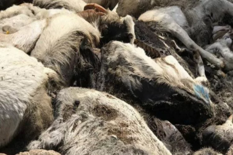 15 keçi telef olmuştu! Besi çiftliği sahibi hakkında flaş gerçek