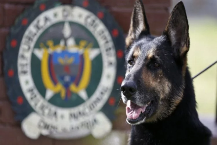 Mafya, uyuşturucu avcısı köpek Pocho hakkında ölüm fermanı çıkarttı