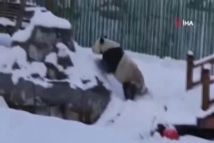 Pandalardan kar keyfi