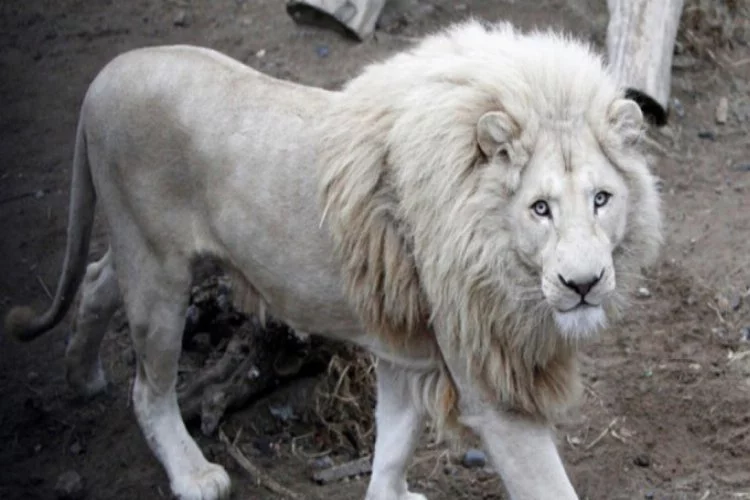 Beyaz aslanın açık artırmayla satılacağı iddiası bir ülkeyi karıştırdı