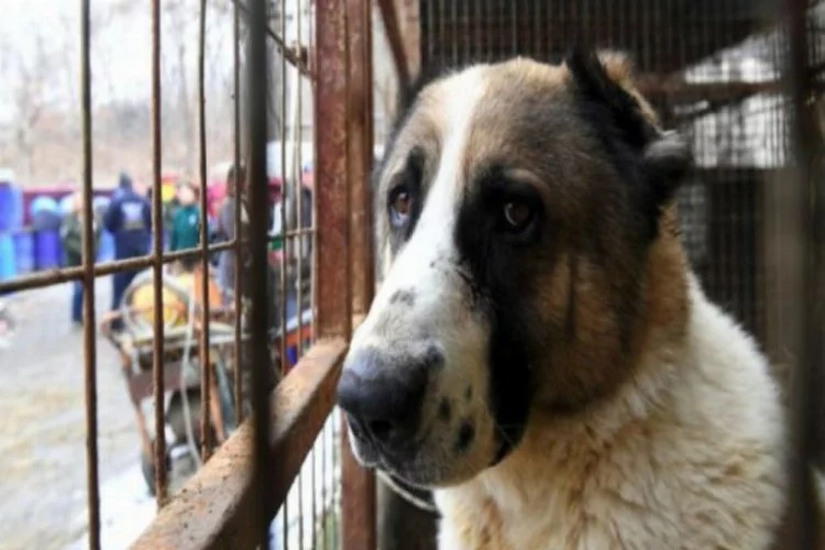 Güney Kore'nin en büyük köpek mezbahası kapatıldı