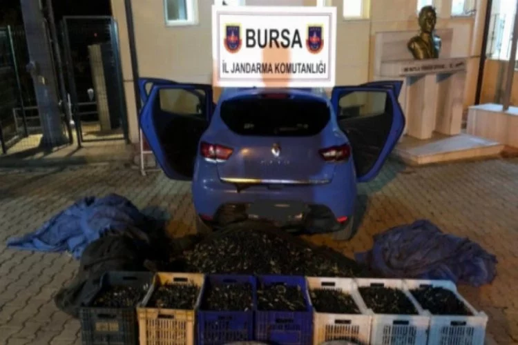 Bursa'da zeytin hırsızları yakalandı