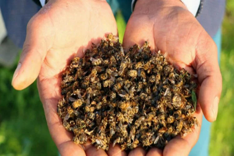 Korkutan açıklama! Türkiye'de arı ölümleri arttı