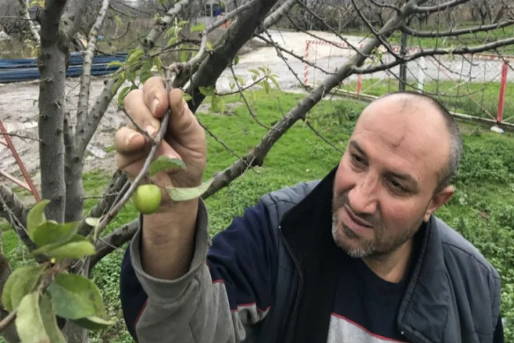 Bursa'da erik ağaçları meyve verdi