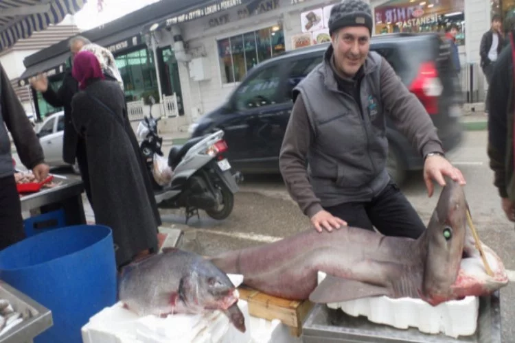 Bursalı balıkçılar dev köpek balığı yakaladı