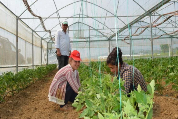 Yenişehir'de sera tarımı hakkında eğitim veriliyor