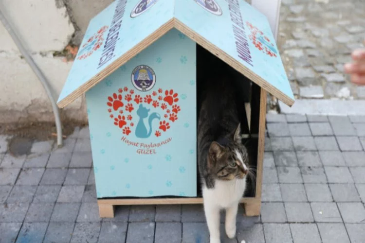 Mudanya'da sokak hayvanlarına sıcak yuva