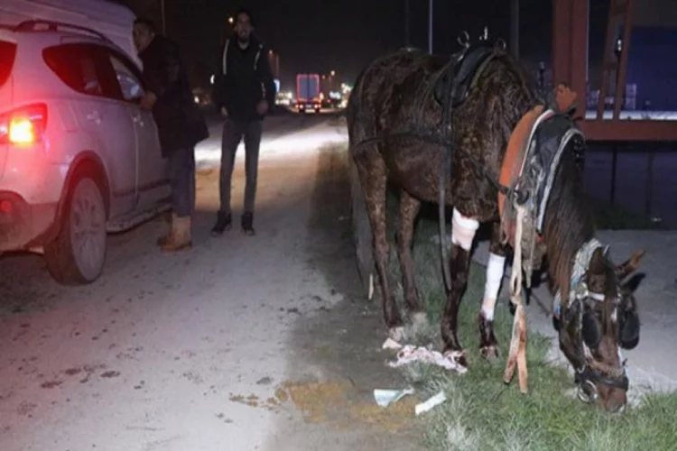 Kazada yaralanan atını yalnız bırakmadı