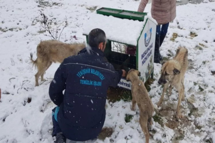 Bursa'da aç kalan hayvanlar için belediye seferber oldu