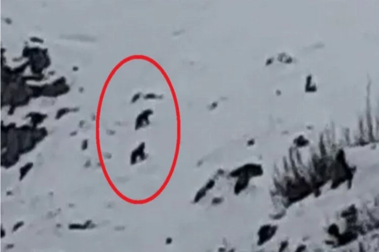 Uludağ'a çıkan dağcılar kış uykusuna yatmayan ayıları görüntüledi!