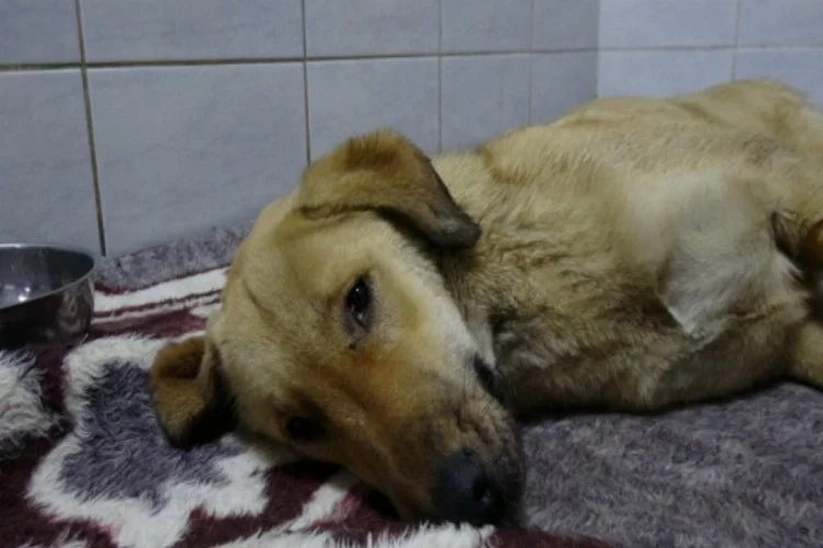 Bursa'da geçen hafta arabanın çarptığı köpekten üzücü haber!