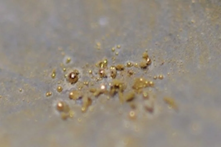 "Altın yumurtlayan" bakteri