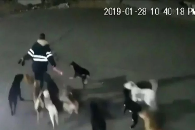 Sokak köpekleri, talihsiz kadını parçalayarak öldürdü