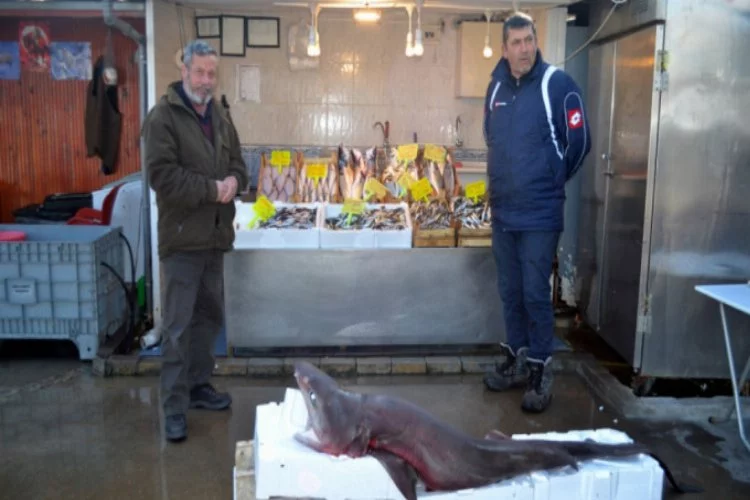 Bursa'da köpek balığı yakalandı!