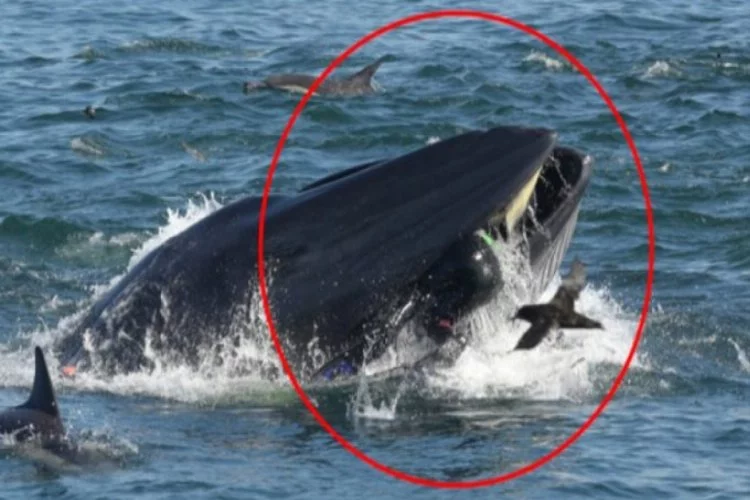 Korkunç! Fotoğraf çekmek isterken devasa balinanın ağzında kaldı...