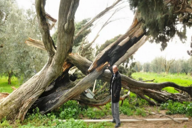 Bursa'da doğa katliamı: 700 yıllık ağaçları kestiler