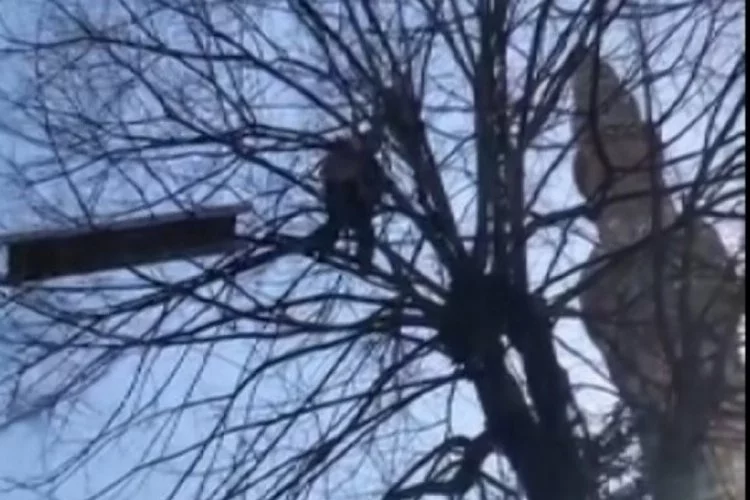 2 gün ağaç tepesinde kalan kediyi bu şekilde kurtardı!