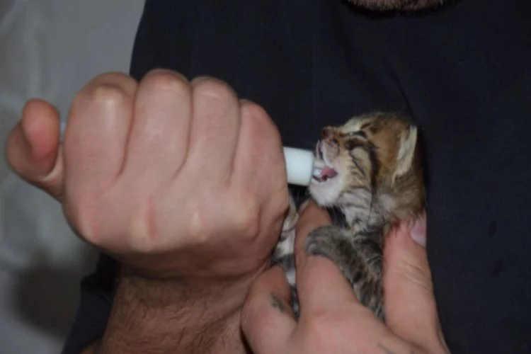 Bursa'da yeni doğum yapan kadın yavru kedinin de süt annesi oldu