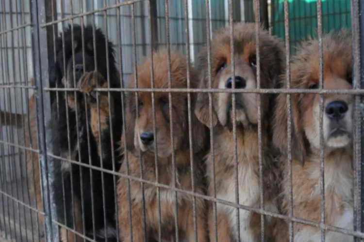 Bursa'da bu köpekler 150 bin liraya kadar alıcı buluyor