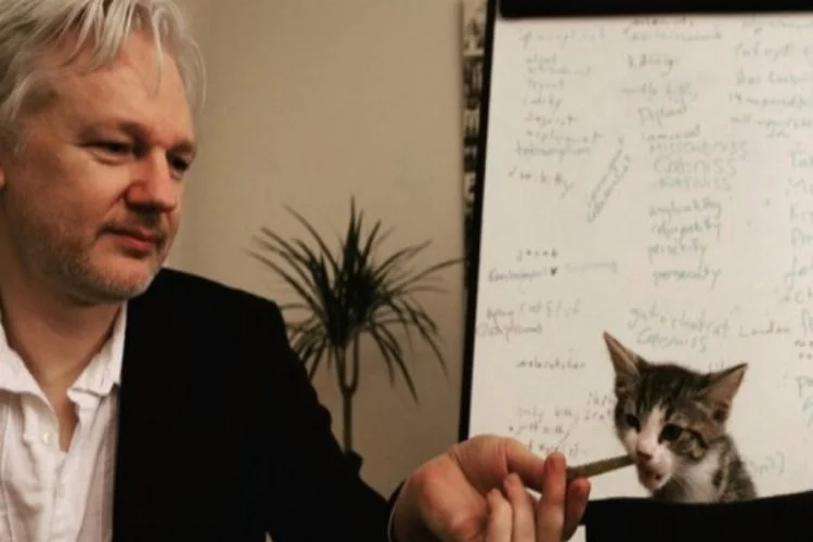 Assange'ın avukatı açıkladı: "Kedi James kurtarıldı ve iyi"