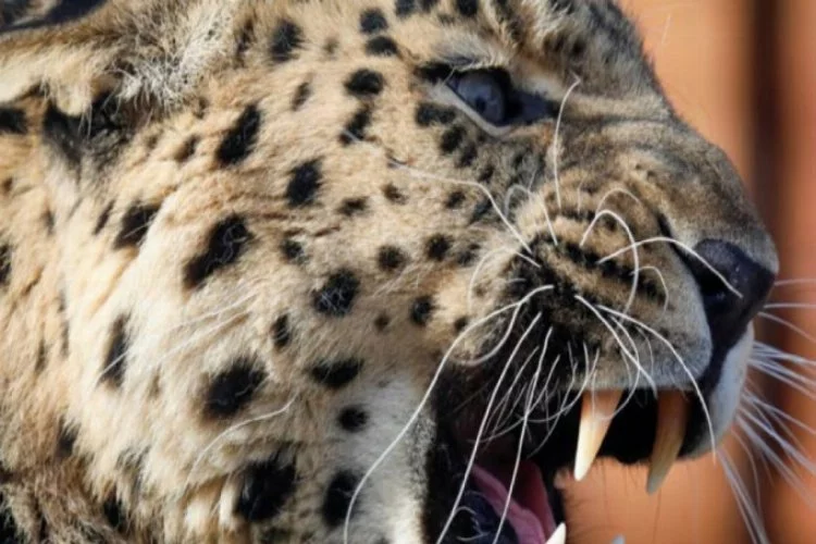 Ülkenin konuştuğu leopar öldürüldü