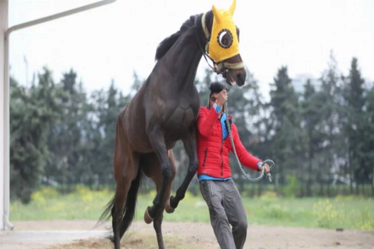 Bursa'da şampiyon yarış atına talip çıkmadı