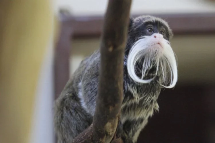 Bursa'da sakallı maymunların ikinci yavru heyecanı