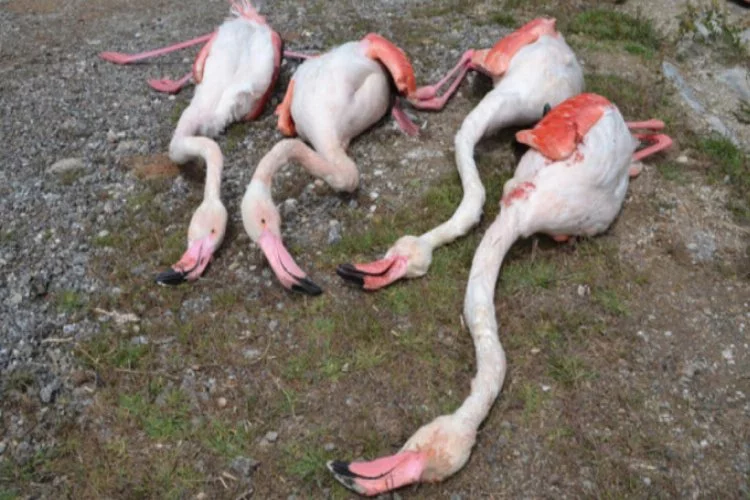 Flamingoları tüfekle vurdular!