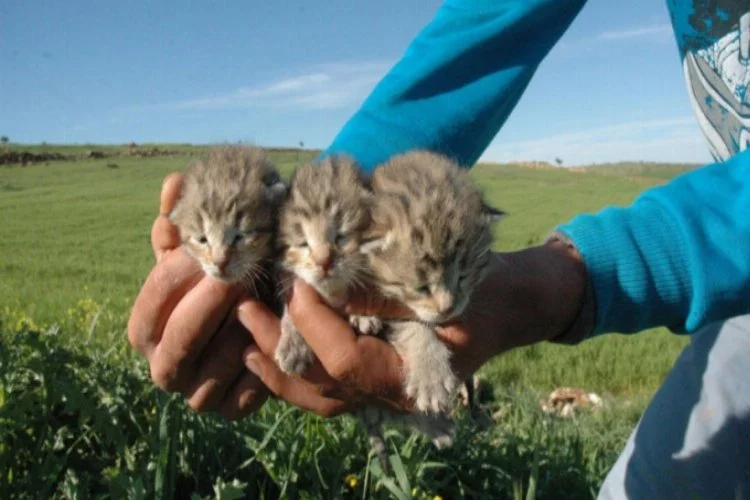 Türkiye'de o ilde bir yetişkin ve 3 yavru leopar görüldü!