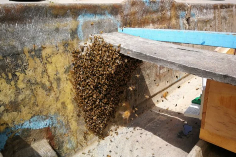 Bursa'da yüzlerce arı kovandan firar etti
