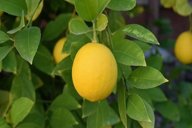 Evde nasıl limon yetiştirilir?