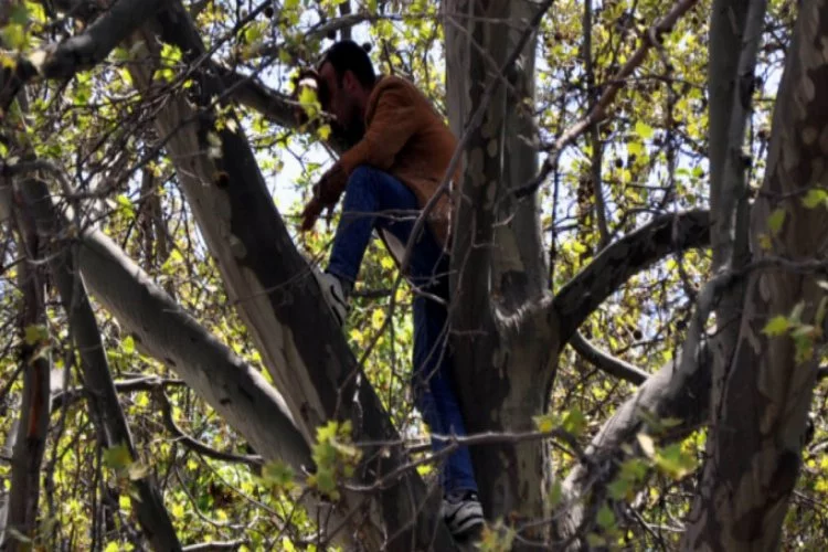 Ağaçta intihara kalkışan kişiyi polis ikna etti