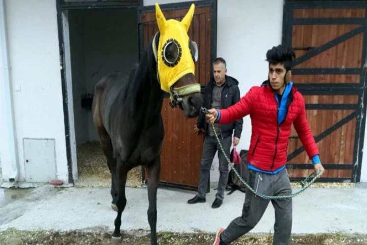 Bursa'da şampiyon yarış atına yine alıcı çıkmadı!