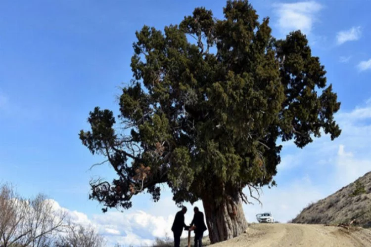 703 yıllık anıt ağaç yıllara direniyor