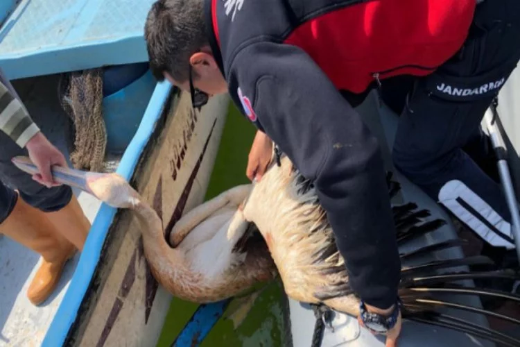 Bursa'da ağlara takılan pelikanı jandarma ekipleri kurtardı