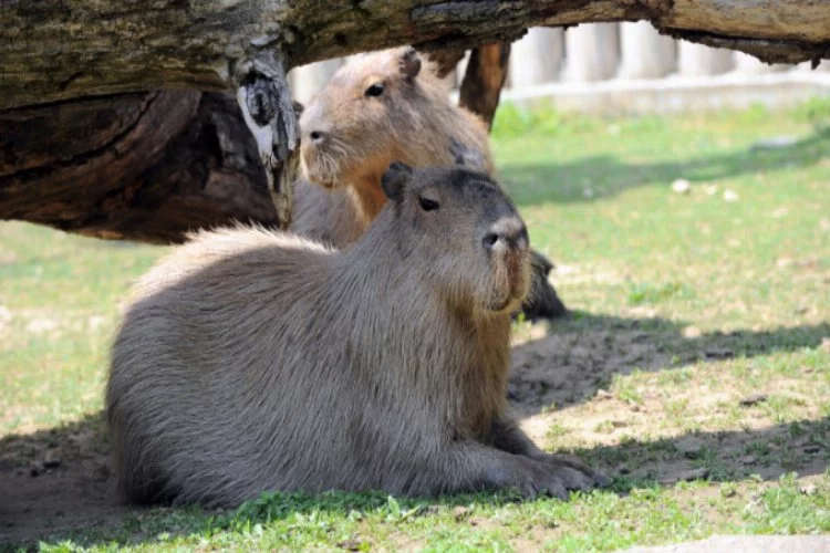 Bursa Hayvanat Bahçesi'nde kapibaralara yoğun ilgi