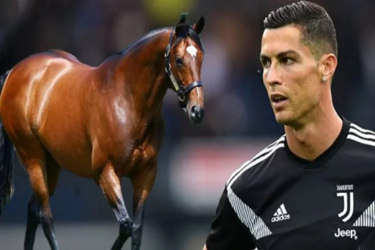 O atın değeri, Cristiano Ronaldo ile aynı!