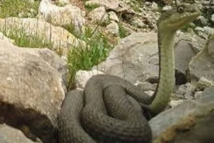 Bu fotoğraf Türkiye'den! Dev yılan fotokapana takıldı