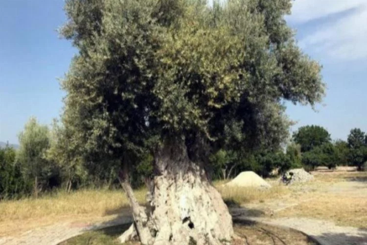 İşte Cumhurbaşkanı Erdoğan'ın bahsettiği 1300 yaşındaki o ağaç!