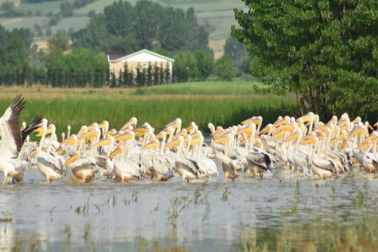 Bursa'da baraja gelen pelikanlar ilgi odağı oldu