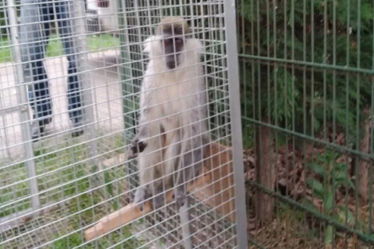 Bursa'daki kaçak maymun yakalandı!
