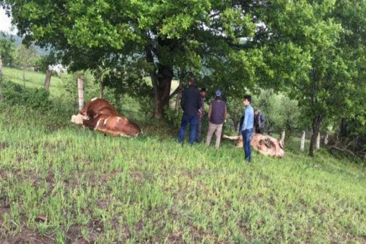 Bursa'da çiftliğe yıldırım düştü: 4 büyükbaş hayvan öldü