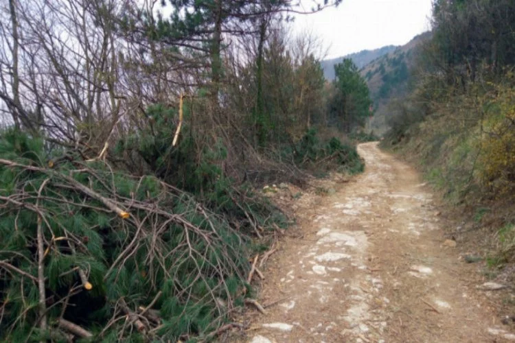 Bursa'da yüzlerce ağaç kesildi!