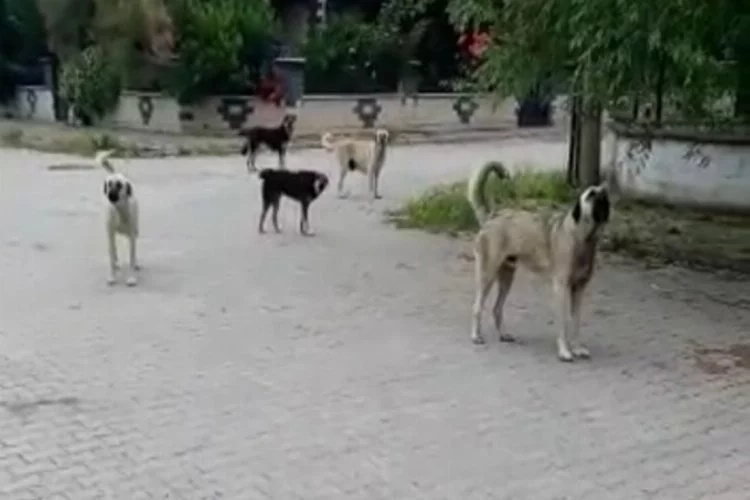 Bursa'da başıboş köpekleri görüntülemek isterken saldırıya uğradı!