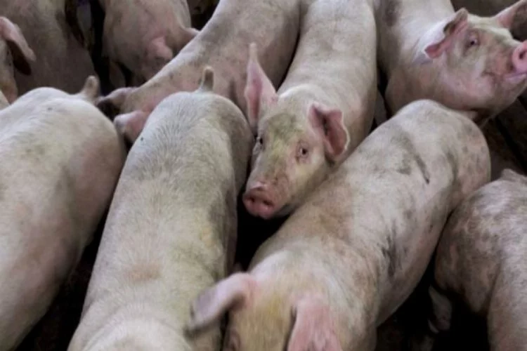1.7 milyon domuz itlaf edildi!