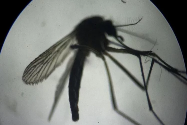 Sivrisinek ısırığı nasıl geçer?