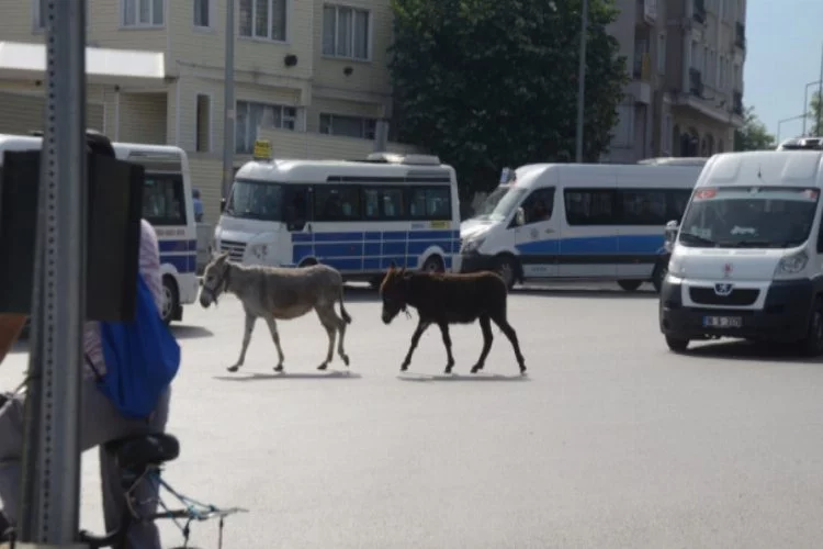 Bursa'da iki eşek sürücüleri zor durumda bıraktı!