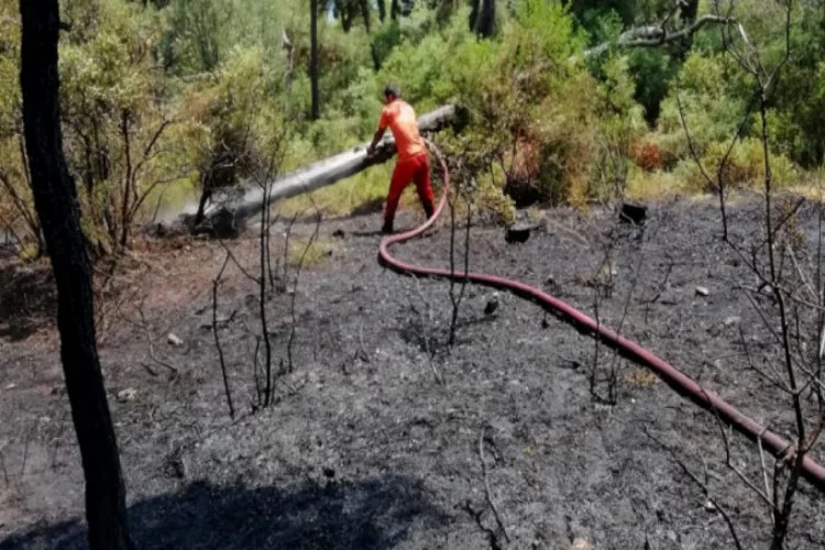 Heybeliada'da orman yangını