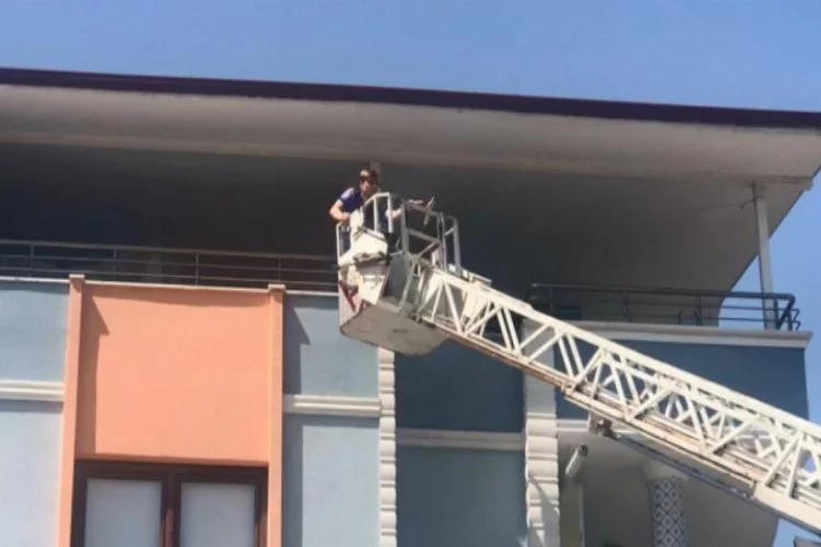 Bursa'da 'Ciguli' komşunun balkonuna kaçınca...